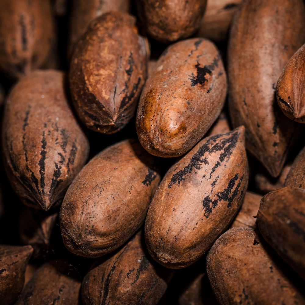 Dried cocoa beans