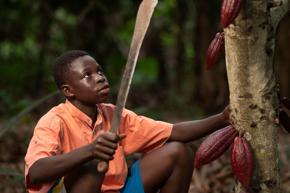 Cocoa harvest in a Nigerian growing region