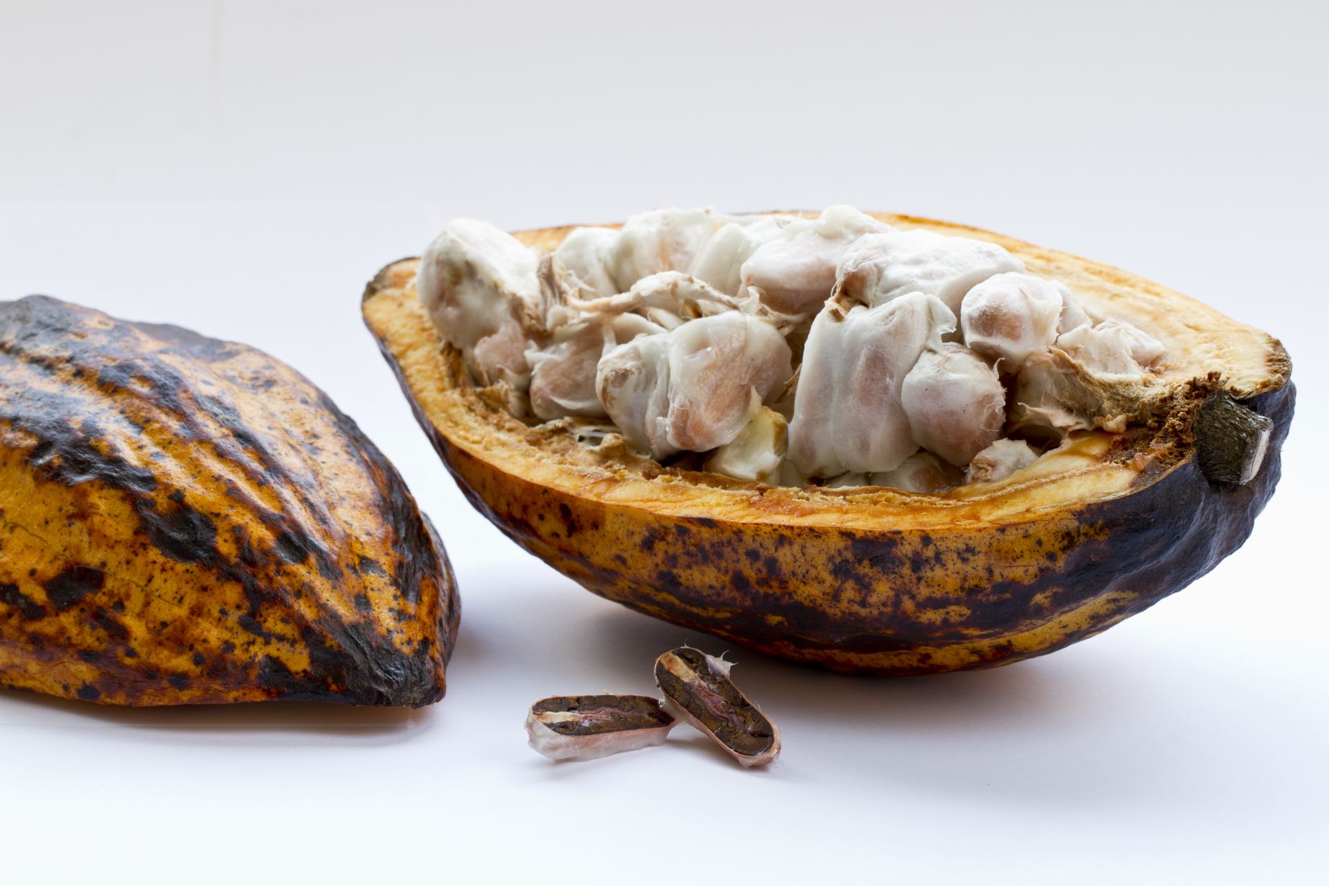 Freshly opened cocoa pod