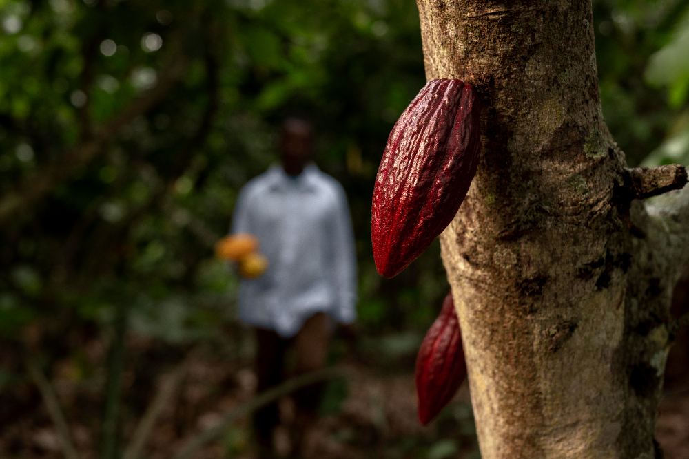 Cocoa pod on the tree