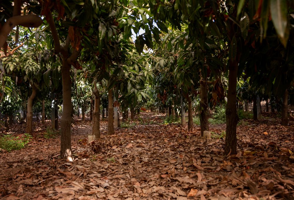 Fruit orchard sourcing for FarmCro juices